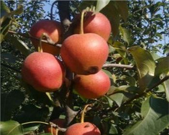 河南梨樹苗基地